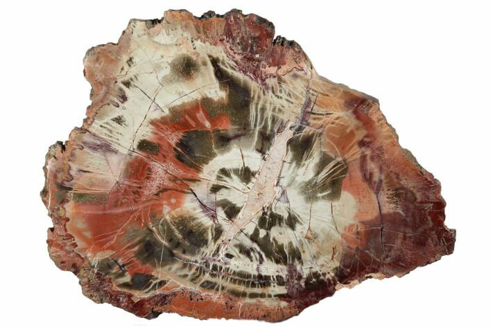 Polished Petrified Wood (Araucaria) Round - Arizona #175268